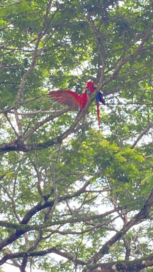 Las Plumas De Cabuya Cabuya  エクステリア 写真